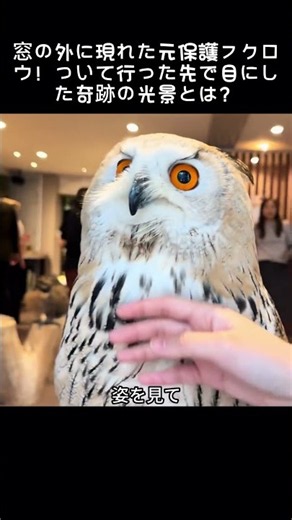 傷ついたフクロウを介抱した私。半年後の再会で心を奪われた理由#フクロウ保護 #野鳥保護