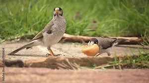 two Australian noisy miner birds feasting on a piece of bread