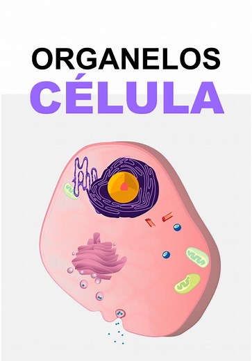 Organelos Celulares y su Función en la Biología