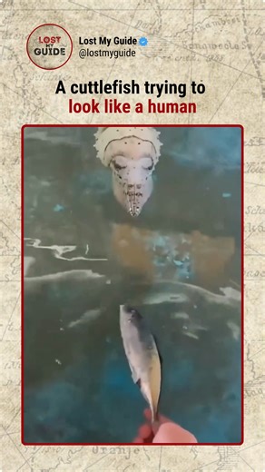 Adventure | Exploration | Adrenaline on Instagram: "Here’s what makes cuttlefish so special ⬇️ Cuttlefish are some of the smartest animals in the ocean. They can change color, shape, and even copy patterns in seconds, thanks to special skin cells. They hunt with quick tentacles, eat fish and crabs, and move by jetting through the water. Even as babies, they can hide and hunt on their own. With blue blood, multiple hearts, and wild mimic skills, they’re one of the most amazing creatures in the se