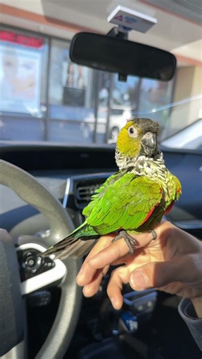 Parrot Feather Preen in Slow Motion 🦜