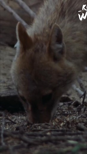 Witness the dedication of a mother jackal as she navigates the challenges of providing for her young in the forest. See the tender moments of feeding and care. Raising young is never easy! #Jackal #Wildlife #Motherhood #AnimalCare #Nature | Real Wild