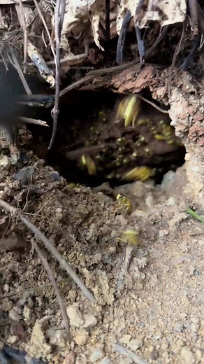 no imitation #foryou #beekeeper #beetok #honey #wasp #satisfying