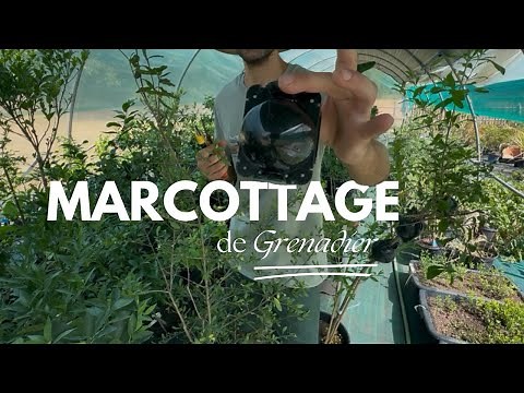 Marcottage Grenadier | Comment multiplier le grenadier