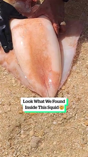 Look What We Found Inside a Giant Squid!