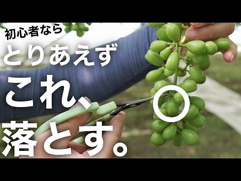 【自信がつきます】12房分のぶどうの摘粒（粒ぬき）の仕方。 -初心者向け-