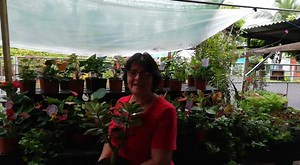 Contamos con servicio express 8317-2415 | Impactocr