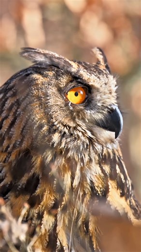 99K views · 7.7K reactions | Meet the incredible Eurasian eagle-owl, one of the largest owls in the world! Known for their striking ear tufts and powerful presence, these owls are masterful hunters. Fun Fact: Eurasian eagle-owls can silently fly down on prey from up to 500 feet away, thanks to their specialized feathers! #EurasianEagleOwl #WildlifeFacts #NatureLover #BirdOfPrey | Listpull | Facebook