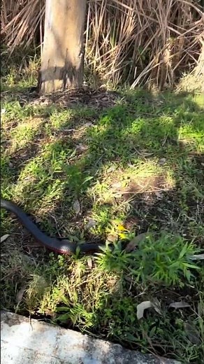 "Beautiful Red-Black Snake on the Move" #naturelovers #snake #animals #snakevideo
