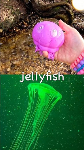 Sea Animal Names | Kids Learn by the Branch: Eagle Ray Eel Whale Shark Jellyfish Manta Ray