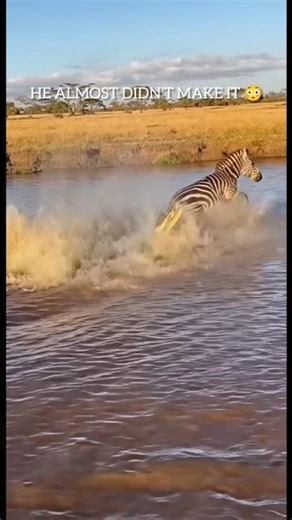 Zebra’s Narrow Escape from Crocodile Attack! 😳 (Real Safari Footage) #africawildlife #safarikid