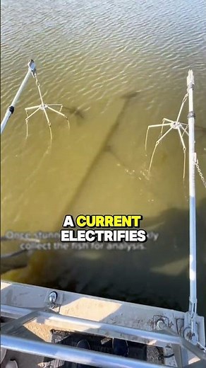Electrofishing Revealed: The Shocking Method That Makes Fish Leap #shorts #fishing #seacreatures