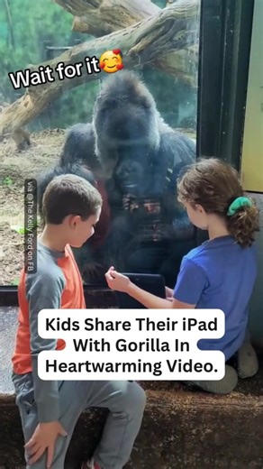 Full vid in comments👇 It's amazing how quickly they figured out how to communicate with each other! #gorilla #gorillas #zoo #zoos #animals #wildlife | InspireMore