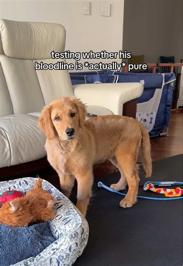 Testing the Pure Bloodline of Golden Retriever Puppies
