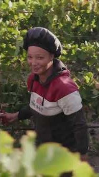 Steenberg Harvest - Where Craft, Care & Consistency Meet