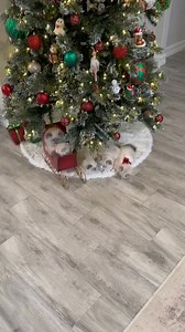 5.3K views · 304 reactions | The Santa Claws kittens are back | Pearl and Srag | Facebook