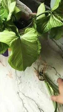 diy planters #indoorplants #divyasachangardening