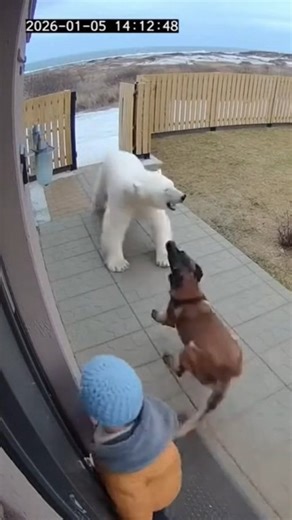 CCTV Shows Dog Protecting Baby from Polar Bear #CCTV #HeroDog #PolarBear #WildThreat #Protective | Brave Cam Moments