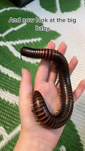 #Millipede #GiantMillipede #Invertebrates | millipede