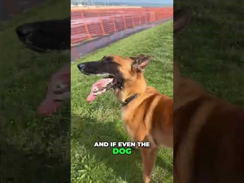 Dog Training Hacks: Get Your Pup to LISTEN!