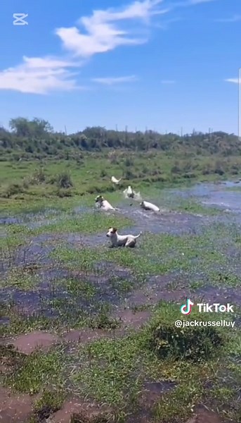 Cachorros Jack Russell Terrier en el Club Canino