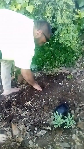 61K views · 1K reactions | Planting my old mate a tree and some flowers and to top it off because of fireworks my pup broke his leg last night ffs what next I mustn't be doing enough | Porkypig Hawira | Facebook