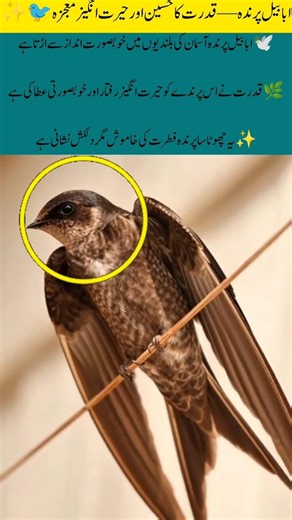 Swallow Bird — A Scientifically Amazing Fast Flying Wonder #SwallowBird #NatureWonder #BirdFlight
