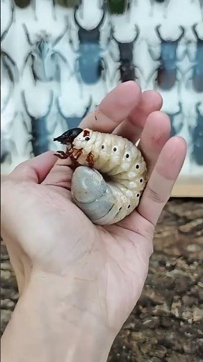 The Enchanting Life Cycle of the Long-Horned Beetle: A Journey Unveiled