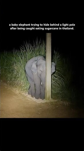 a baby elephant trying to hide behind a light pole after being caught eating sugarcane in thailand