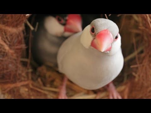 java pairot kalony vlog