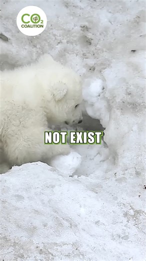 The claim that polar bears are going extinct as a result of climate change is something you've probably heard before, but what if I told you that climate change is the reason they exist in the first place? #climatechange #climatecrisis #co2 #carbondioxide #fossilfuels #fossilfuel #greenhousegases #polarbearproblems #extinction Watch the full video here: https://www.youtube.com/watch?v=2H0OxmF7fak | CO2 Coalition
