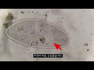 짚신벌레의 비밀-수축포