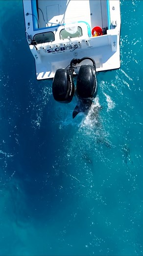 4.8M views · 81K reactions | Watch this massive shark attack my friends boat!  #shark #eating #boats #drone #fishing | BlacktipH | Facebook