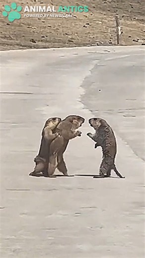 Marmot street fights are pretty common, but this is not... 😆 | Animal Antics