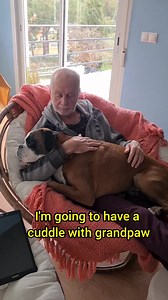 474K views · 17K reactions | It's exhausting being this adorable ☺️ #boxer #boxerpuppy #boxers #dogs | Bobby from the bin | Facebook