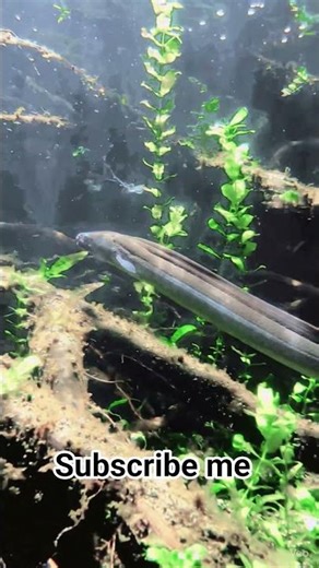 electric eel fish #wildlife #1billionviews #ocien #documentary #eel
