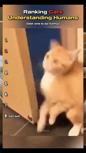 #CapCut #understandingcats #funny moments#fypシ゚viral #group7teamwork @SanMar @BeautifulOnes 😻 Gen❌️ @Dena Chenault G7 ❌ @Bethie G7 @Pamiknows @Aristocats @2cutiecatz @CatsAreBetterThanHumans @Choso_Cat @Chestnut&Cheekers @Daisy Girl (Silly Cat) @AshleyElisabeth39 @Dorito @Connie❤️😍😘 @Emily “Cookie” Smart @Electricity ⚡️ @Furcoly Paw Talk @GingerGenxG7 @Gray cat @Mika_Meeka0323 @Meow Moments @Purrrfectkittens254 @Orange Cat 🐱 @Monsieur MonCoeur @Snoop's World G7 @patricia Group 7 @Delilah @Ka
