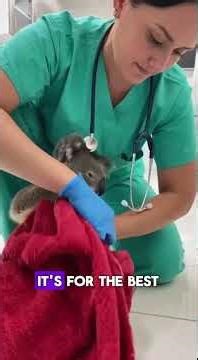 Saving a Koala: A Mother's Love #koala #rescue #nature #love #cute