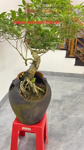 Cung cấp hoa dành dành lh 0981944351 Zalo #bonsai @nêu bật | Ngon Ruou
