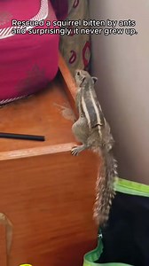 586K views · 48K reactions | Rescue a baby squirrel #rescueanimals #animals #rescue #animalsoftiktok #squirrel | Beautiful Dogs Love | Facebook