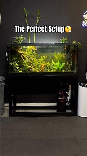 The Perfect Setup 😮‍💨 | 55 Gallon Aquarium #aquarium #aquariumsetup #plantedtank #plantedaquarium