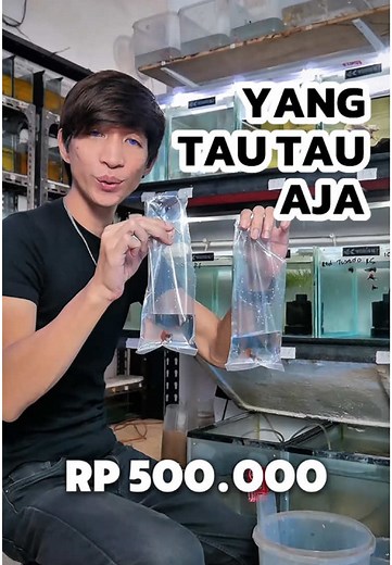 Edukasi Hobi Guppy untuk Pemula