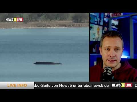 Statement: Live coverage of the whale - What happens next?