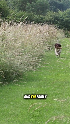 Delivery Training With My Springer Spaniel