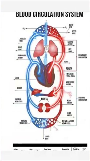 Labelled diagram of double circulation system in human beings!
