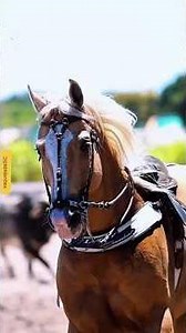 #vaquejada #playvaquejada #horses #horse