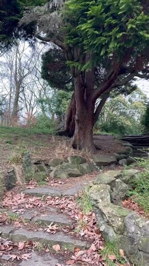 Take a Deep Breath with Nature 🌬️ #tree