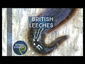 Leeches that won't suck your blood