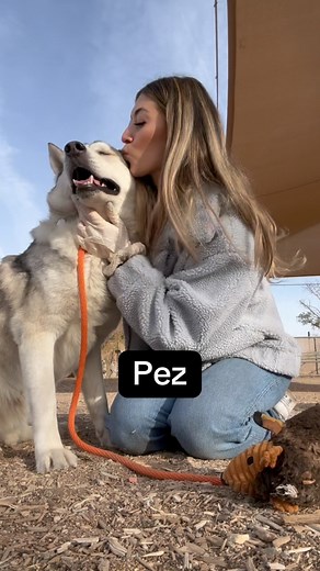 All pets deserve love! ❤️ 😘 Find more info about these adoptable pups on our website. (Inspo from @fetcherdog) #adopt #shelterdog #kissme #kissingshelterdogs | Arizona Humane Society