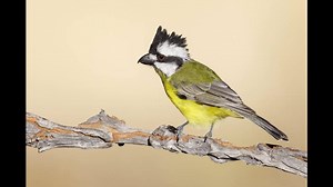 48K views · 1.9K reactions | We all know that feeling, we come home, download our bird images, zoom in.... and then the big disappointment. The image is not sharp. But how is this possible!? What did I do wrong? Today I wanna share my top 5 Bird Photography tips for taking razor-sharp bird images with you. Hopefully, after this video you will have less of these disappointing bird photography moments! | Jan Wegener | Facebook